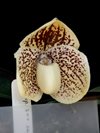 Paphiopedilum Godefroyae